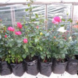 Výsadba růží na podzim v otevřeném terénu krok za krokem